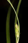 Calcium-hating sedge